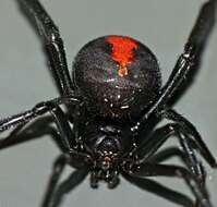 Image of Redback spider