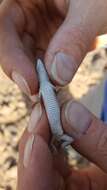 Image of Small-spotted lizard