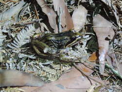 Image of Brown Frog