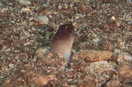 Слика од Opistognathus randalli Smith-Vaniz 2009