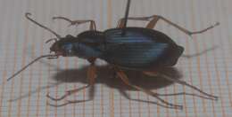 Image of Chlaenius (Chlaenius) leucoscelis Chevrolat 1835