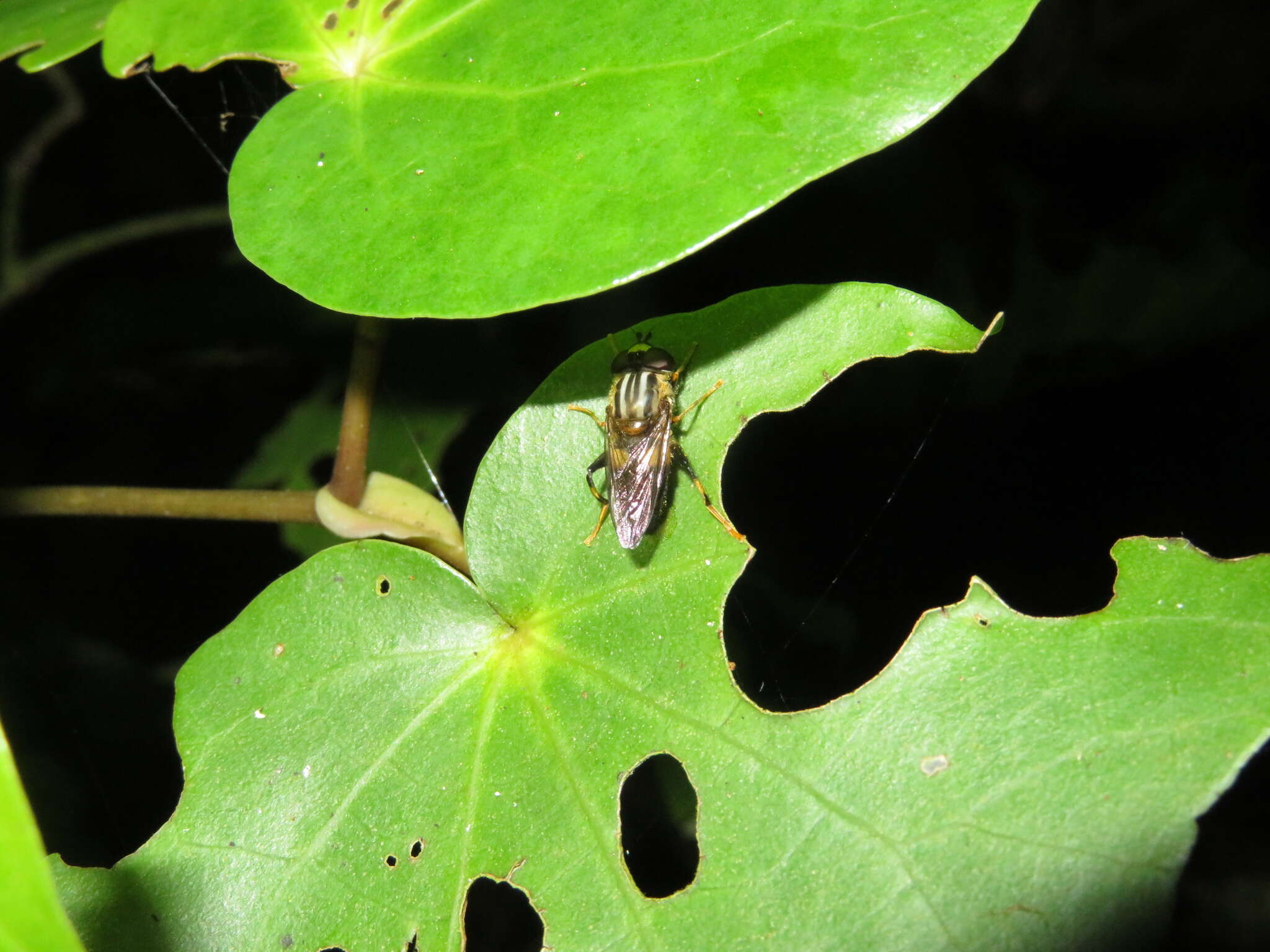 Image of Helophilus antipodus Schiner 1868