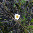 Image of Noticastrum marginatum (Kunth) Cuatrec.