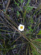 Image of Noticastrum marginatum (Kunth) Cuatrec.