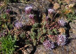 Image of Jasione crispa subsp. amethystina (Lag. & Rodr.) Tutin