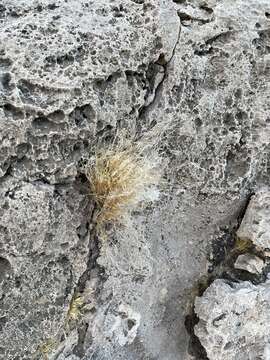 Image of desert needlegrass