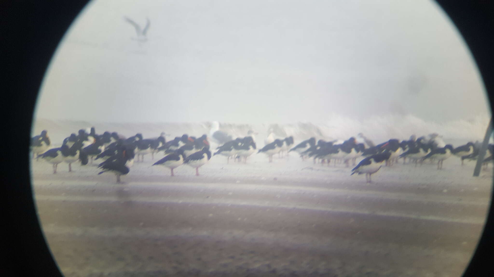 Image of Haematopus ostralegus osculans Swinhoe 1871