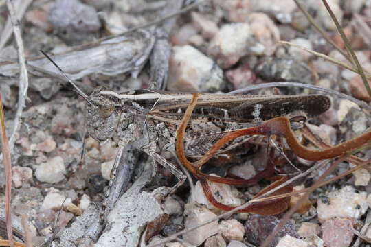 Image of Heteropternis obscurella (Blanchard & E. 1853)