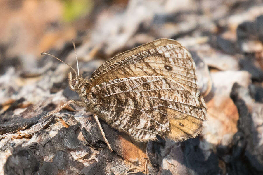 Imagem de Oeneis chryxus Doubleday (1849)