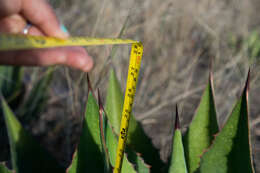 Слика од Agave maximiliana var. katharinae (A. Berger) Gentry