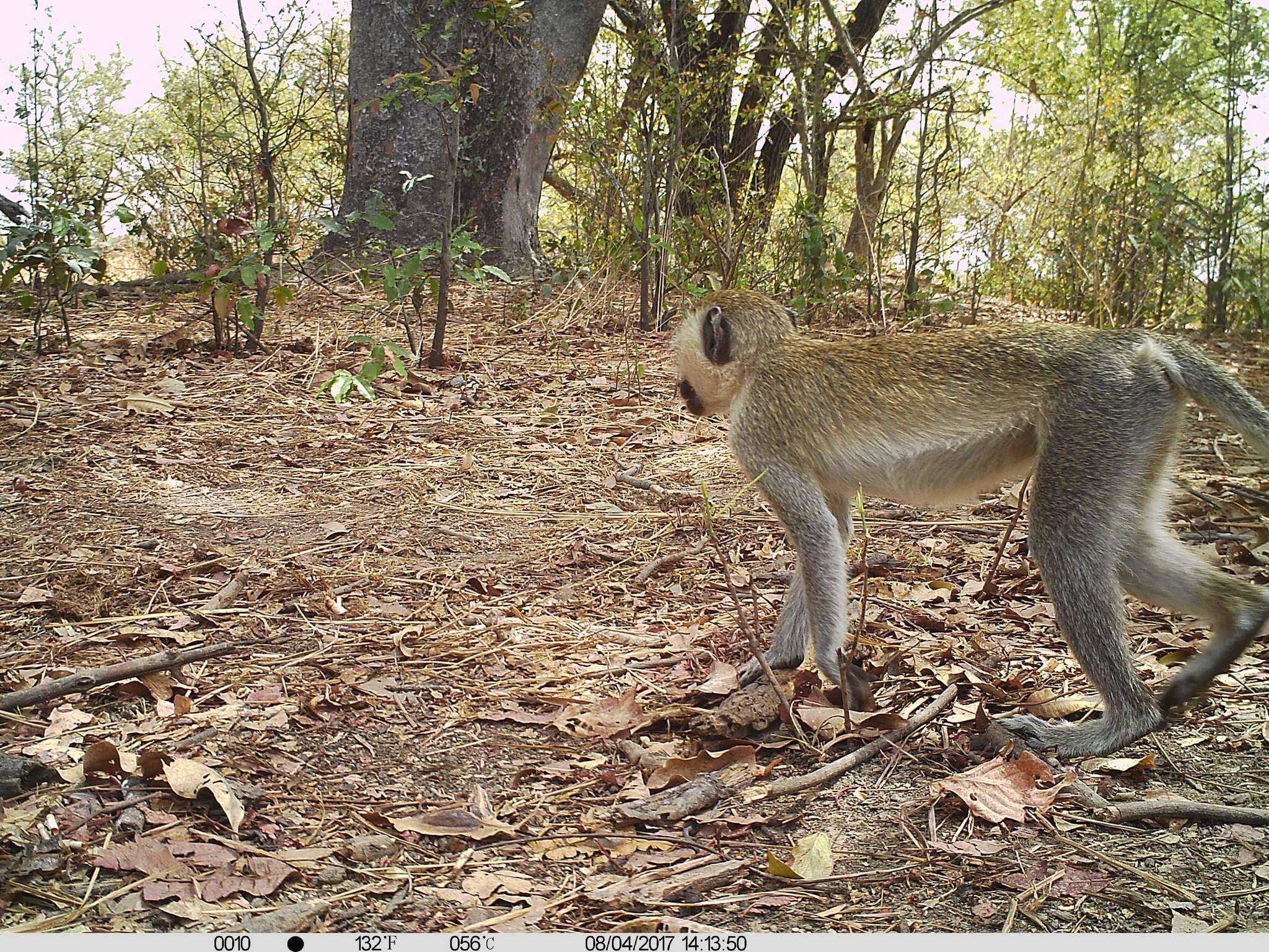 Image of Tantalus Monkey