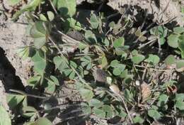 Image of hairy waterclover