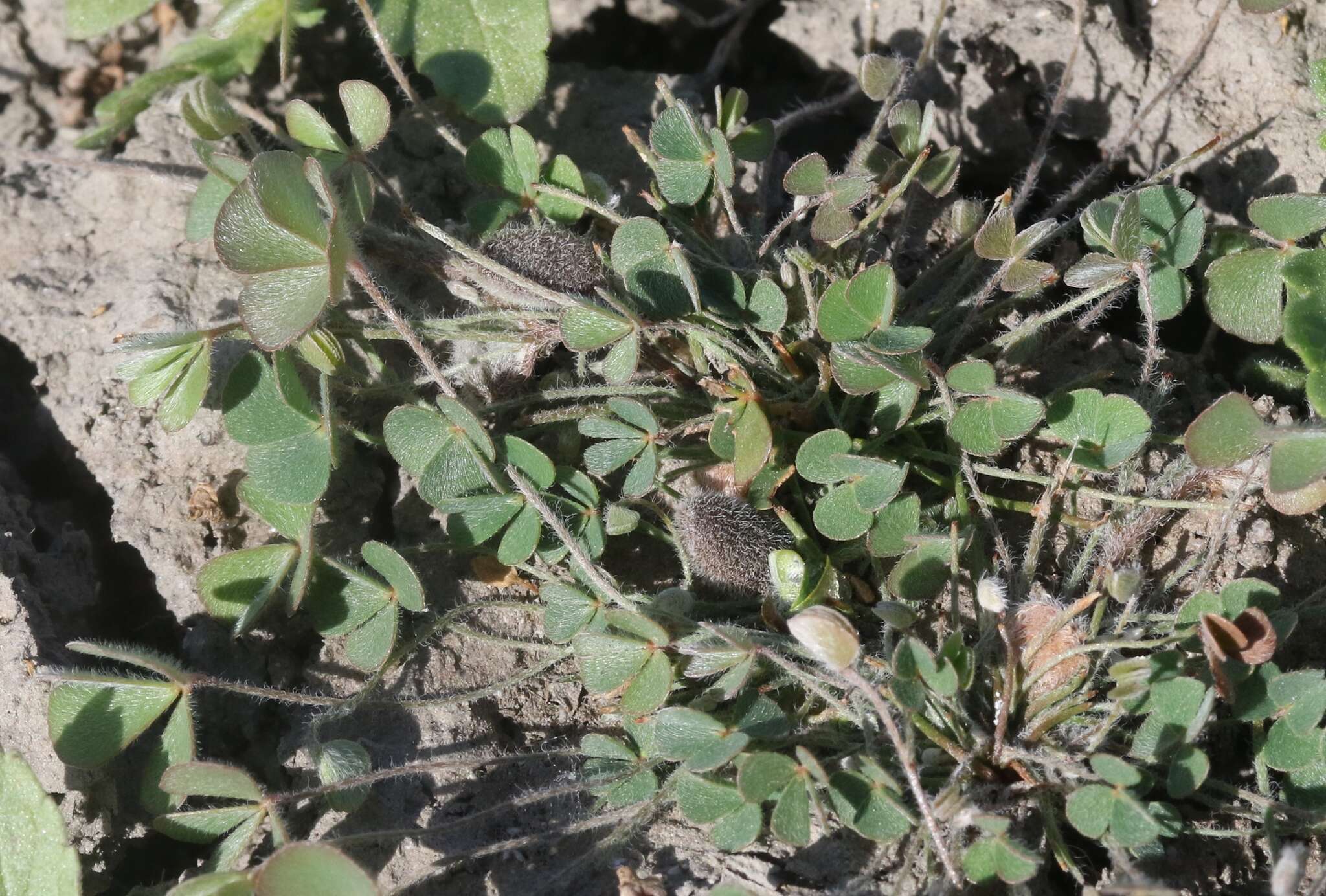 Image of hairy waterclover