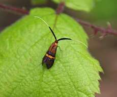 Image of Small Barred Long-horn