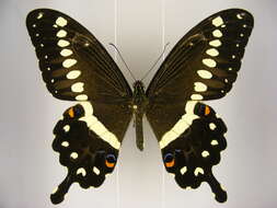 صورة Papilio lormieri Distant 1874