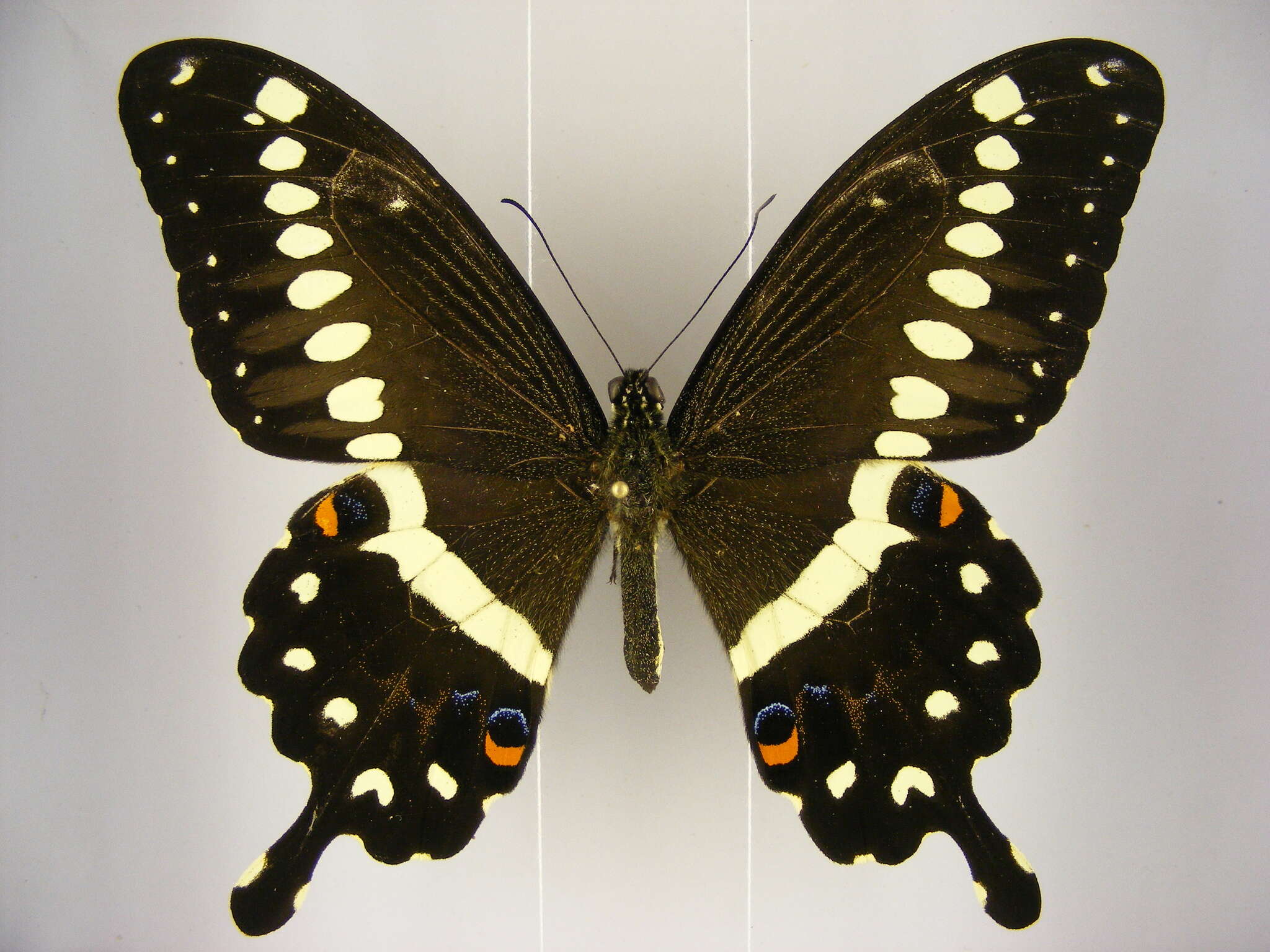 Image of Papilio lormieri Distant 1874