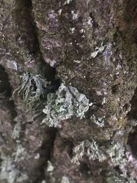 Image of Ramalina baltica Lettau