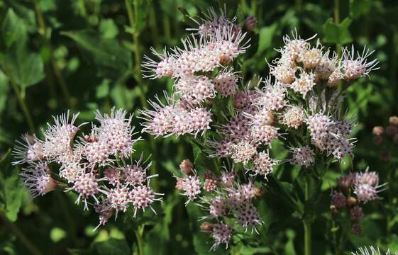 Image of western snakeroot