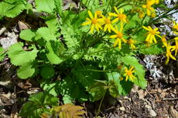 Image of roundleaf ragwort