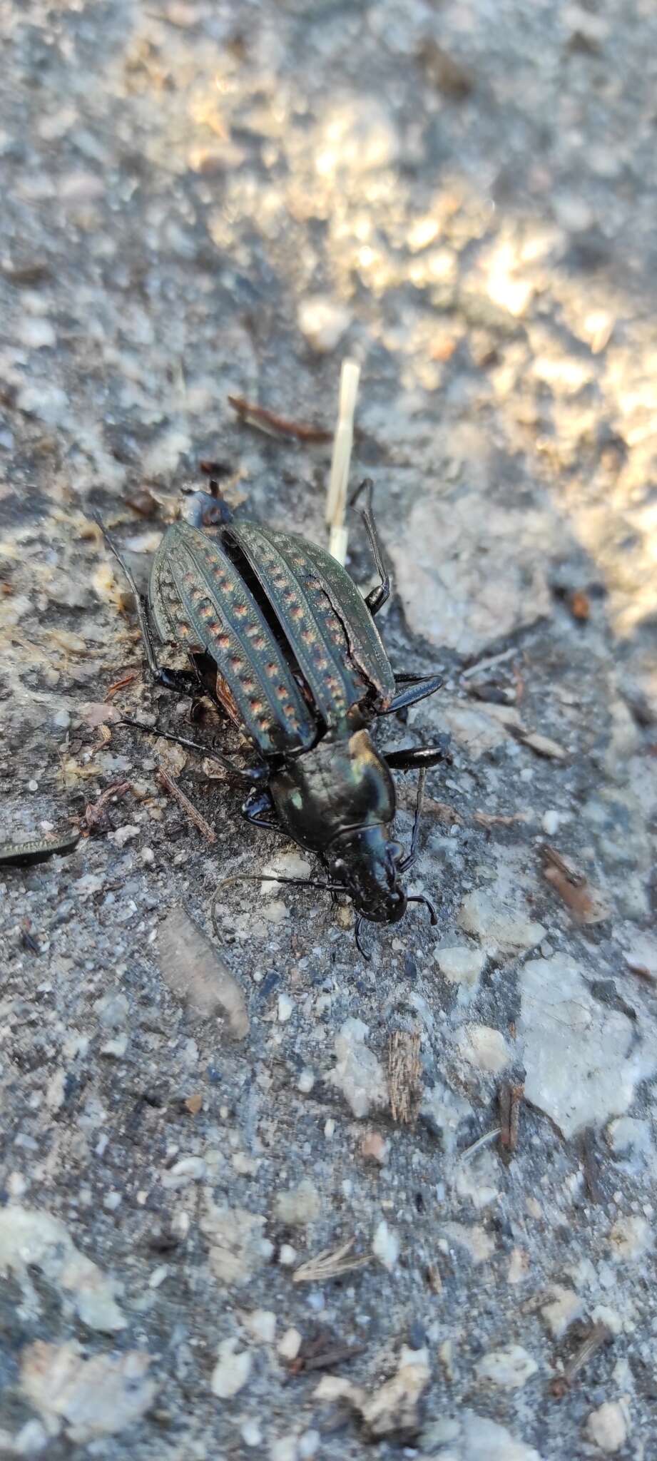 Imagem de Carabus (Limnocarabus) clatratus Linnaeus 1760