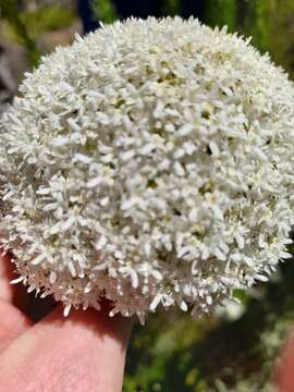 Image of Pseudoselago densifolia (Hochst.) O. M. Hilliard