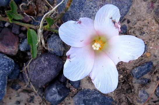 Image of Hibiscus aethiopicus var. aethiopicus