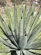Image of Agave collina Greenm.
