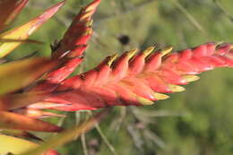 Imagem de Tillandsia romeroi var. gruberi Rauh