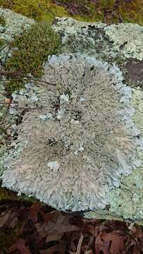 Image of parmotrema lichen