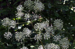 Image of California spikenard