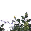 Image of Lemon-browed Flycatcher