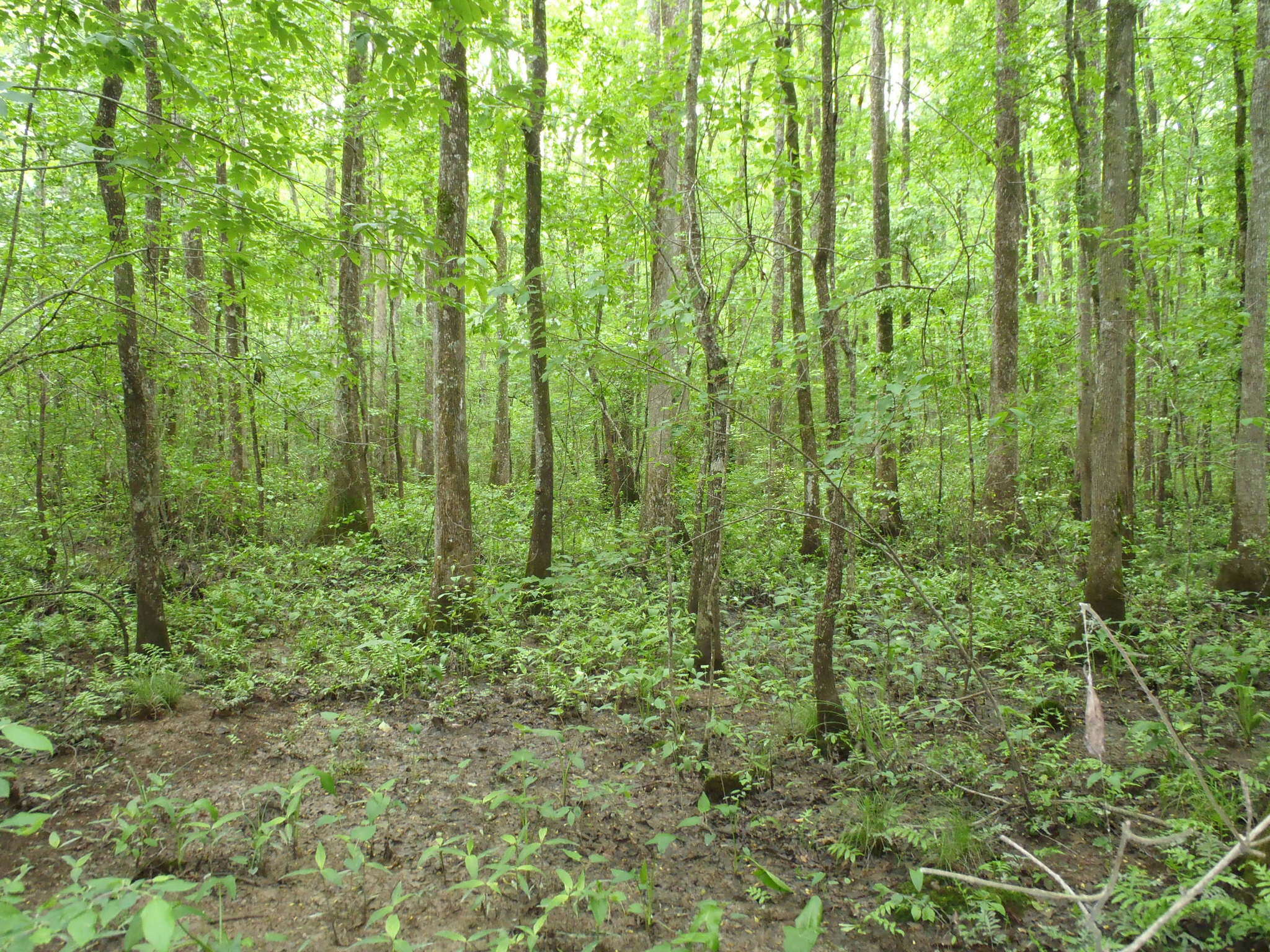 Image of prickly bog sedge