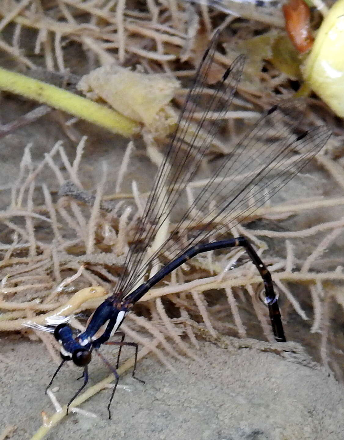 Image of Nososticta impercepta Seehausen & Theischinger 2017