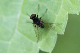 Image of Chrysopilus proximus (Walker 1848)