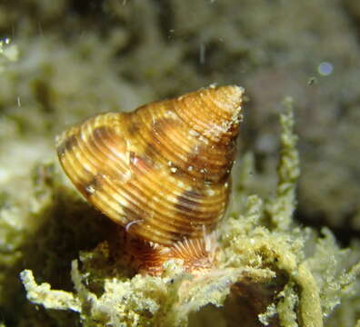 Image of Calliostoma gloriosum Dall 1871