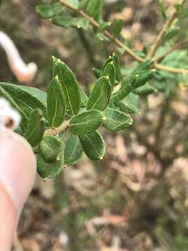 Image of Grevillea buxifolia (Sm.) R. Br.