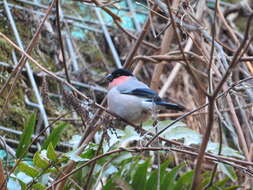 Image of Pyrrhula pyrrhula griseiventris Lafresnaye 1841