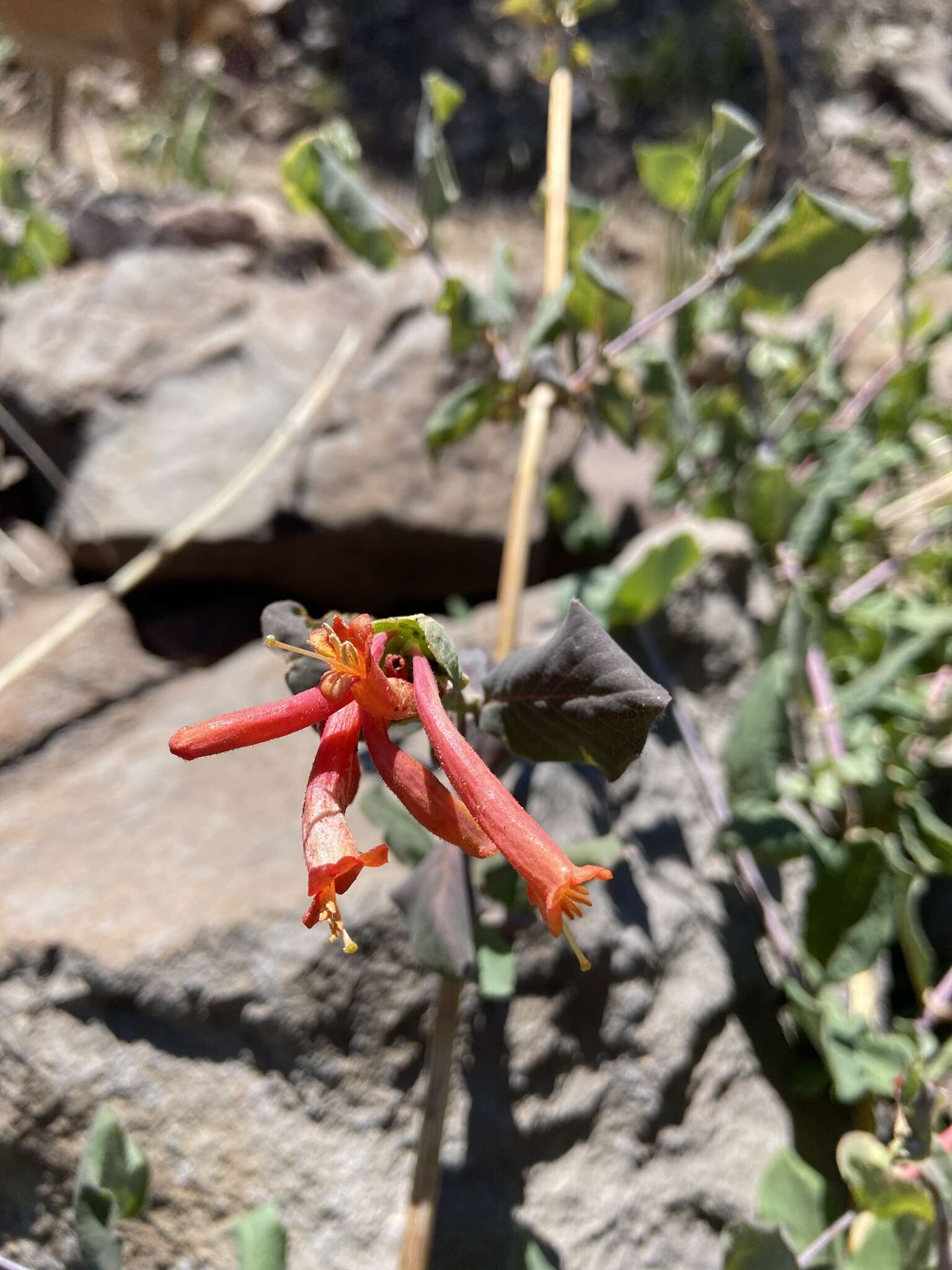 Image of Arizona honeysuckle