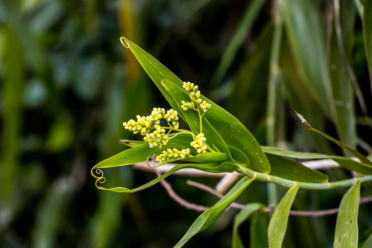 Image of Climbing bamboo