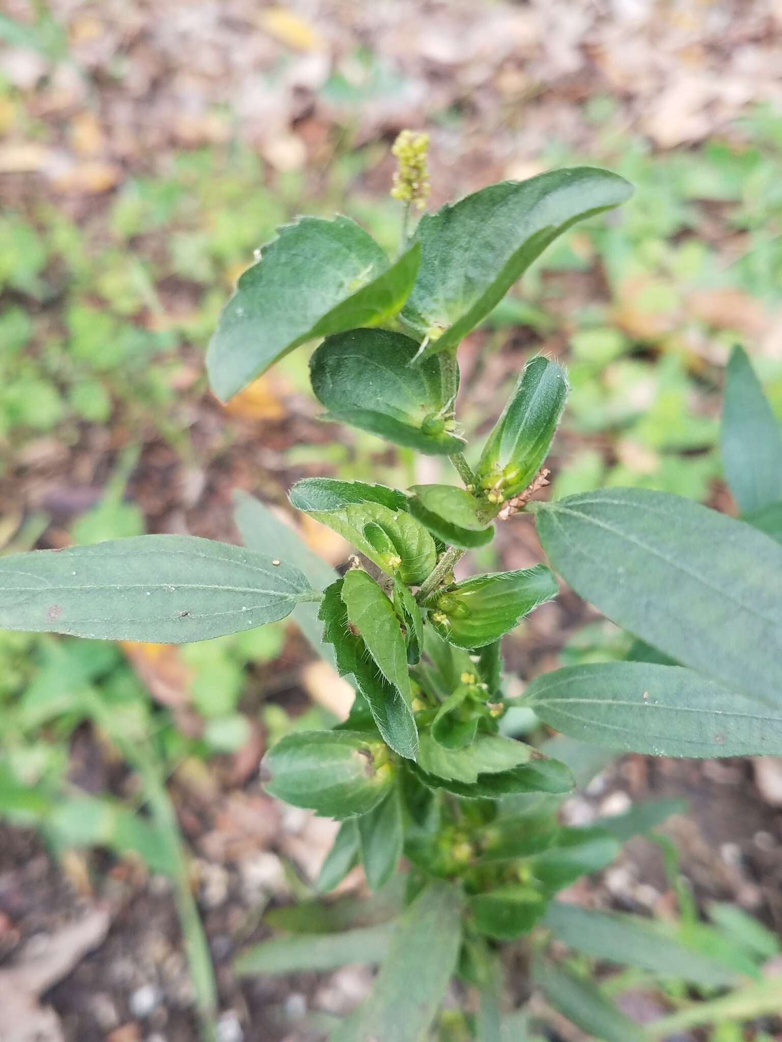 Sivun Acalypha gracilens A. Gray kuva