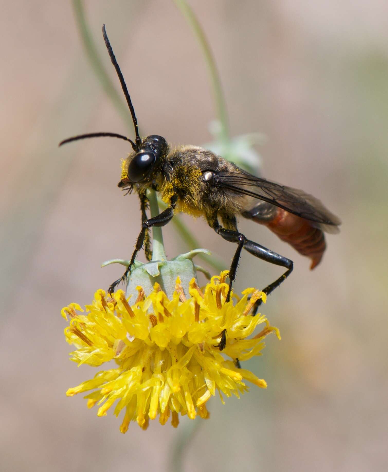 Image of Sphex mendozanus Brèthes 1909