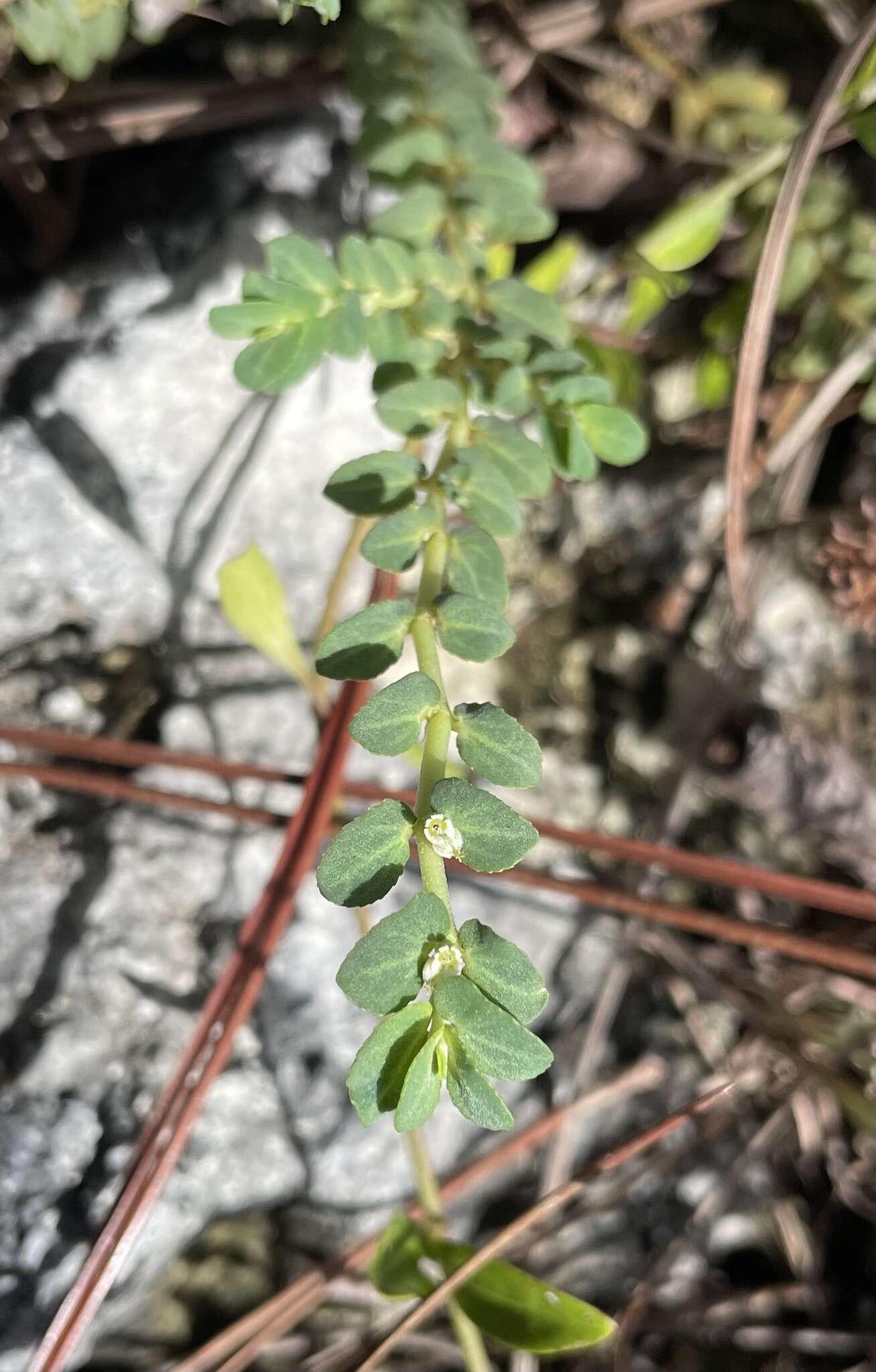 Euphorbia pergamena Small resmi