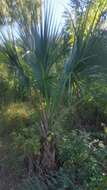 Image of Puerto Rico palmetto