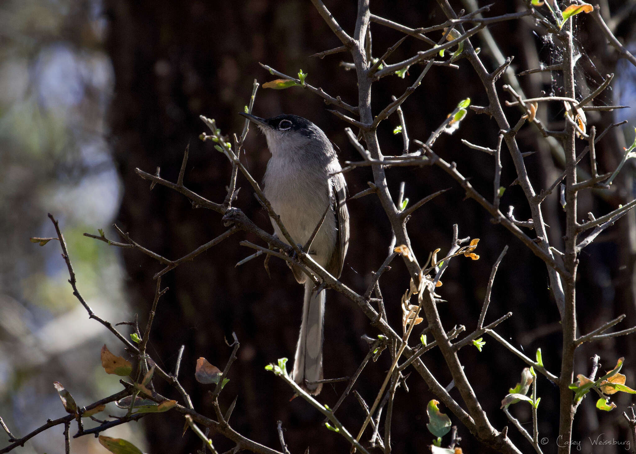 Image of Black-capped Gnatcatcher