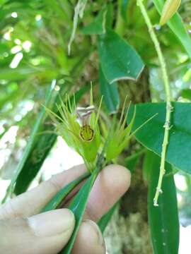 Image of Aeschynanthus albidus (Blume) Steud.