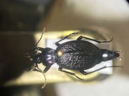 Sphaeroderus nitidicollis Guérin-Méneville 1829的圖片