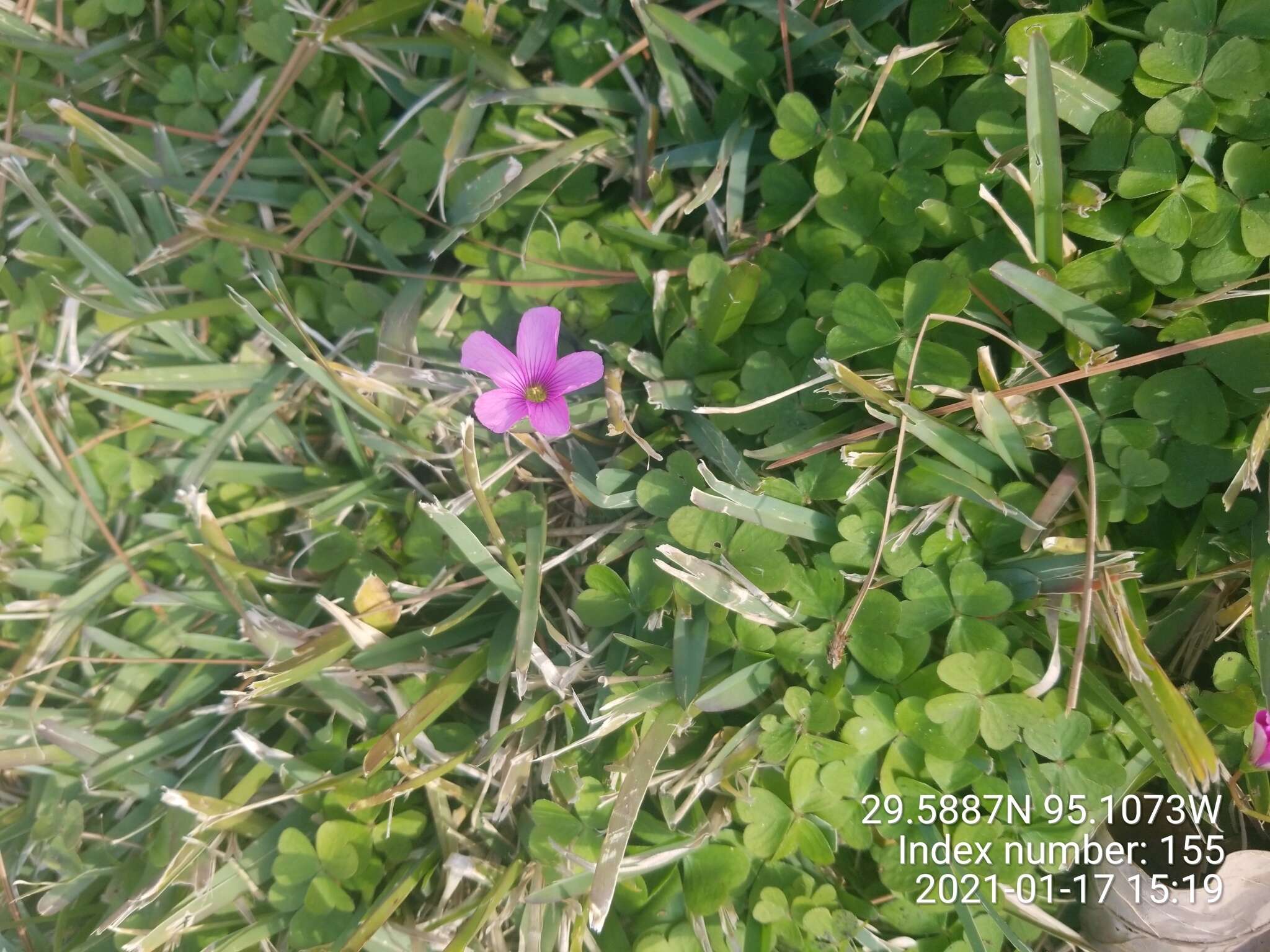 Image of Oxalis hispidula Zucc.