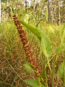 Image of Common Swamp Pitcher Plant