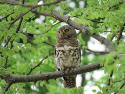 Image of Glaucidium capense ngamiense (Roberts 1932)