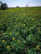 Image of Thermopsis lupinoides (L.) Link